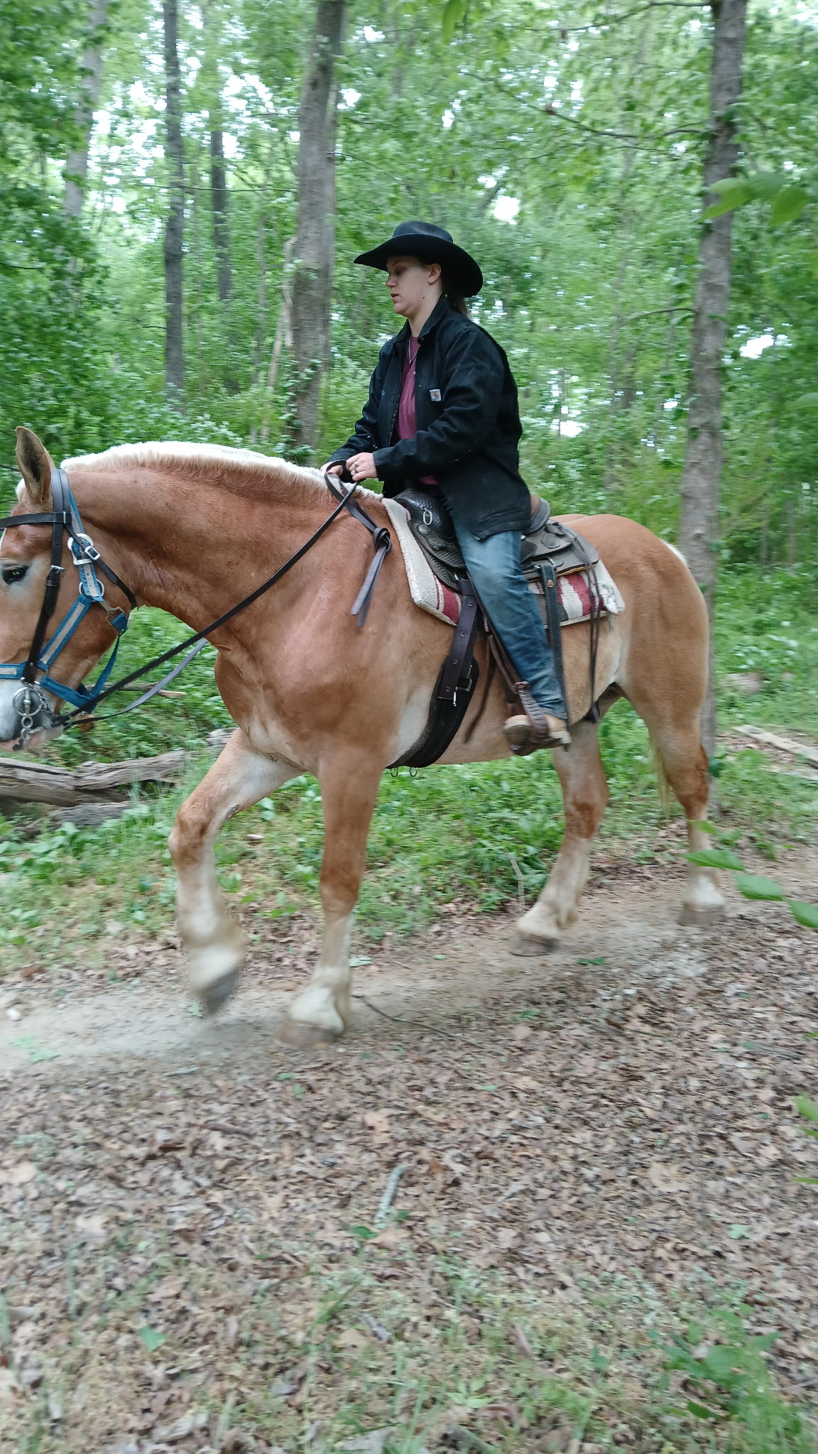 Buck Belgian Draft Gelding 2 Buck is a 5YO Belgian Draft Gelding