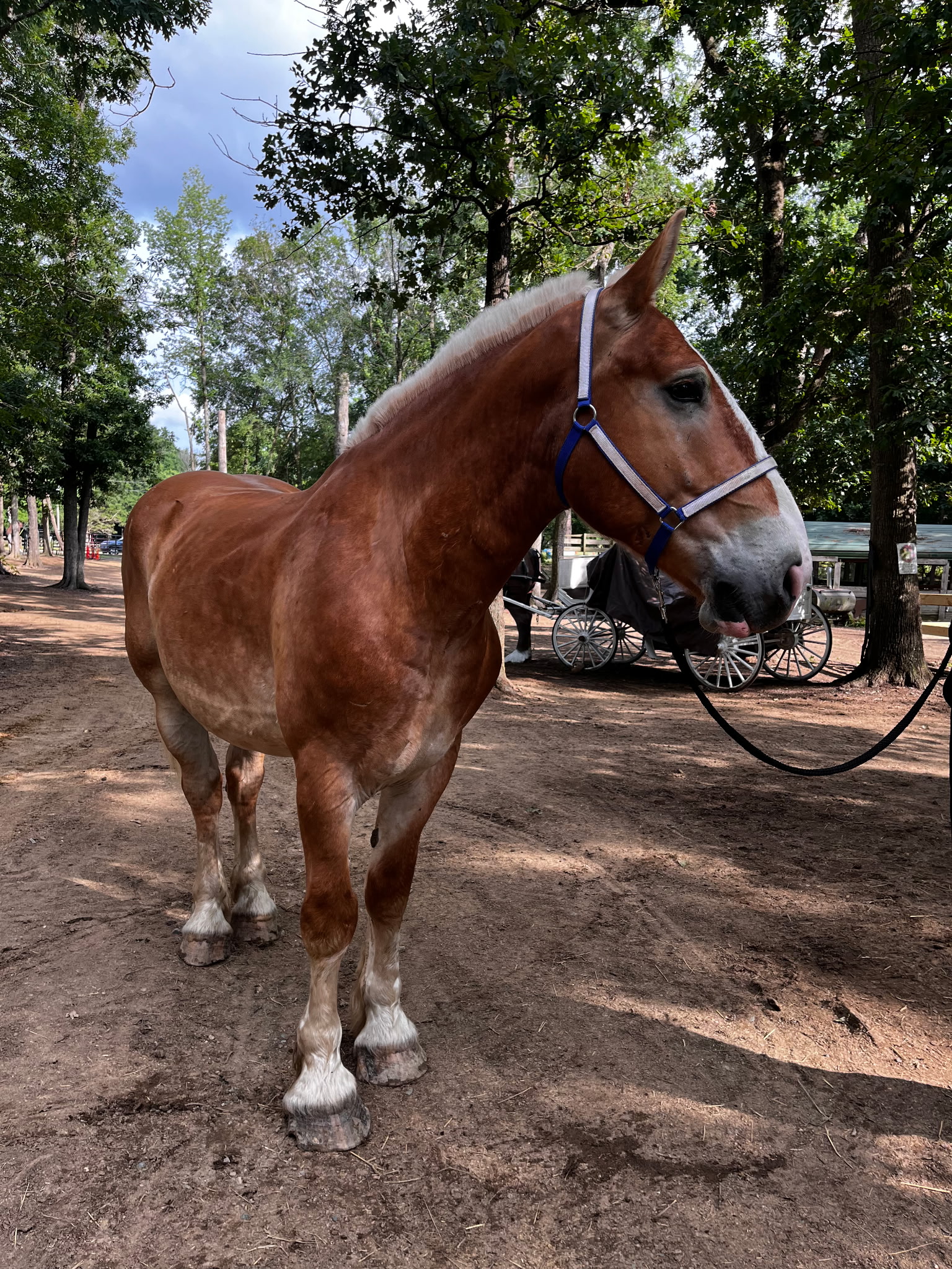 Buck Belgian Draft Gelding Buck is a 5YO Belgian Draft Gelding